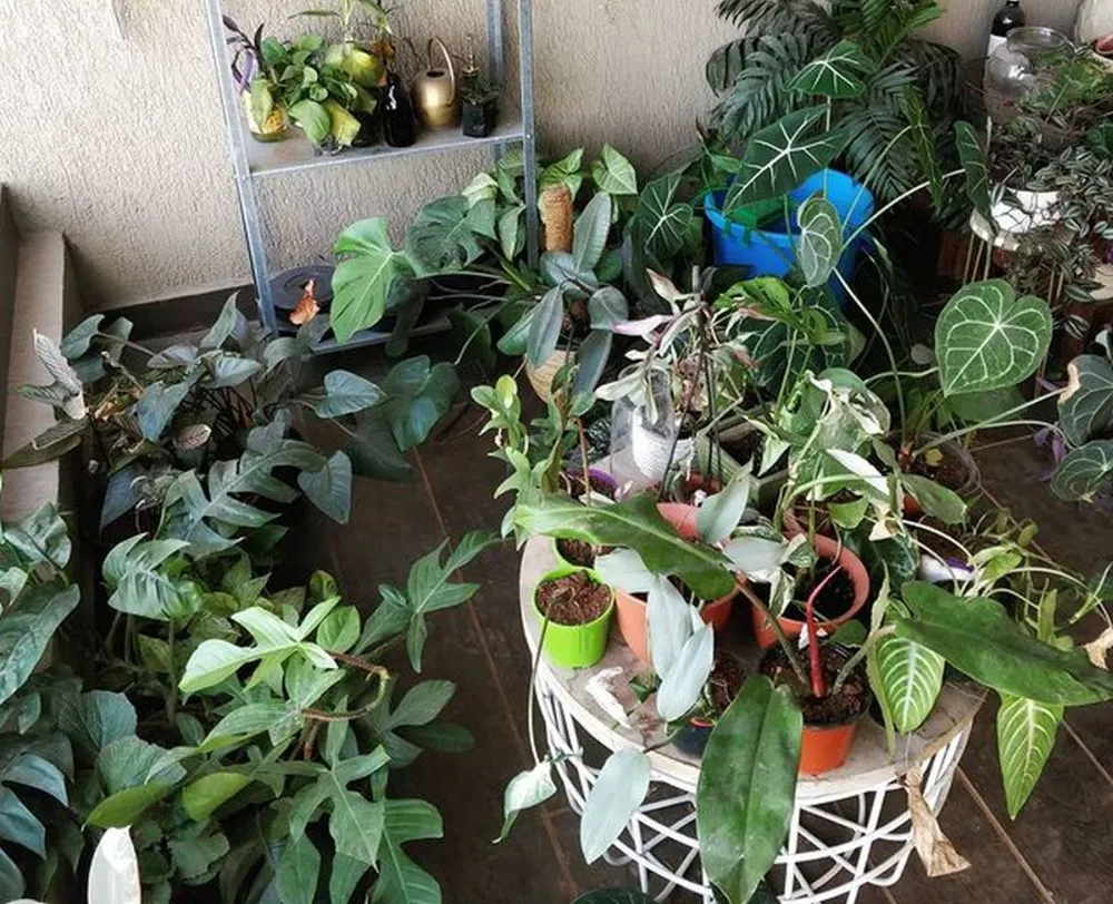 Manmayee's Urban Garden