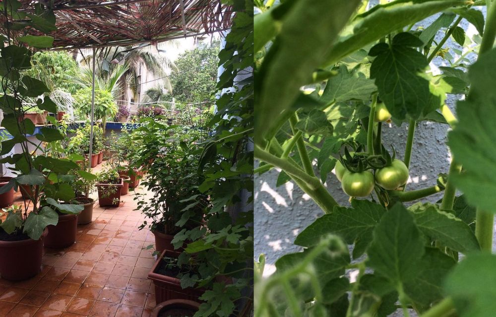 Pavithra Dikshit - Indians are Transforming Unused Spaces into Urban Gardens