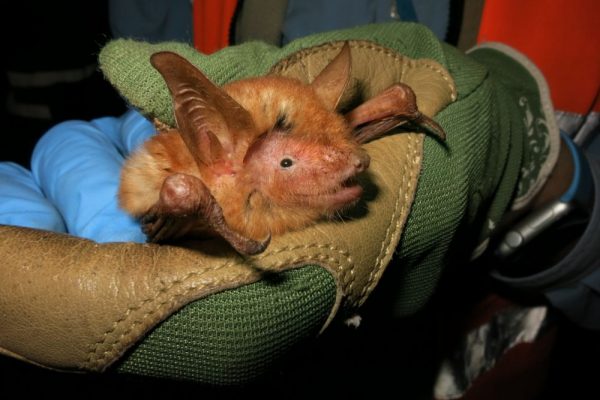 New Orange and Black Bat Species Discovered in Nimba Mountains of Africa
