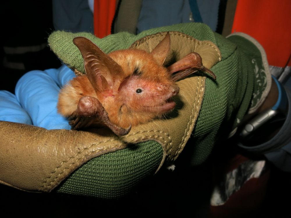 New Orange and Black Bat Species Discovered in Nimba Mountains of Africa