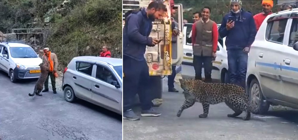 Leopard roaming openly - Tirthan Valley Kullu 