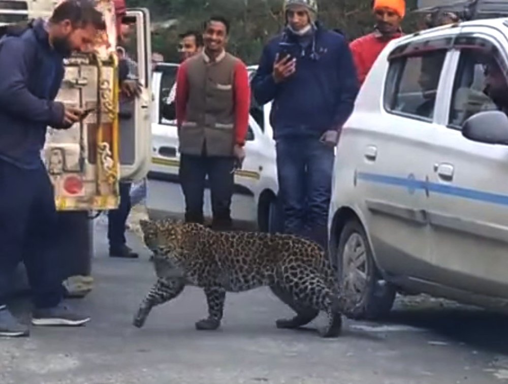 Leopard encounter Tirthan Valley Kullu Himachal Pradesh 