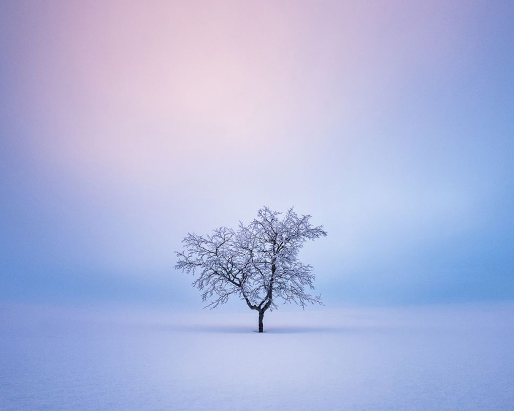 Best Wildlife Photographs of 2020 -Mikko Lagerstedt