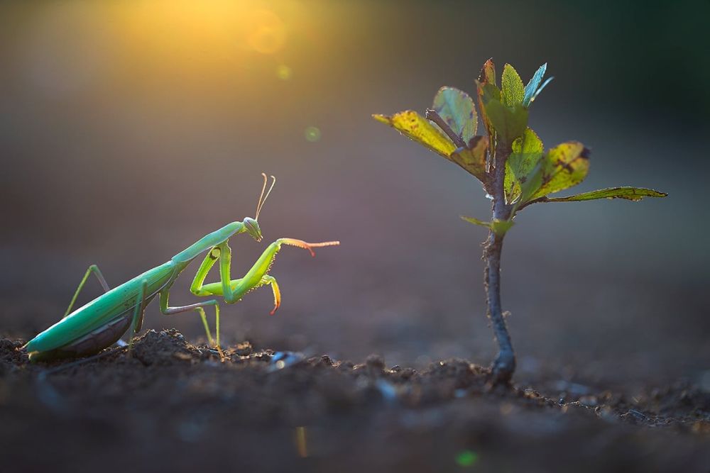 Best Wildlife Photographs of 2020 - Georgi Georgiev