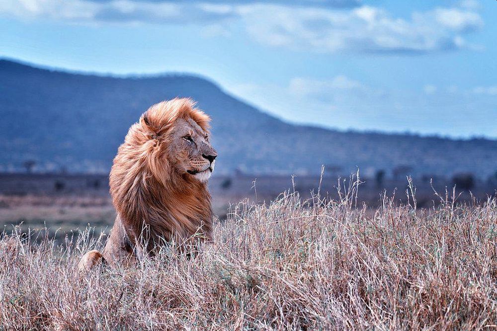 Best Wildlife Photographs of 2020 - Lion sitting in the wild by Mohamed Tazi