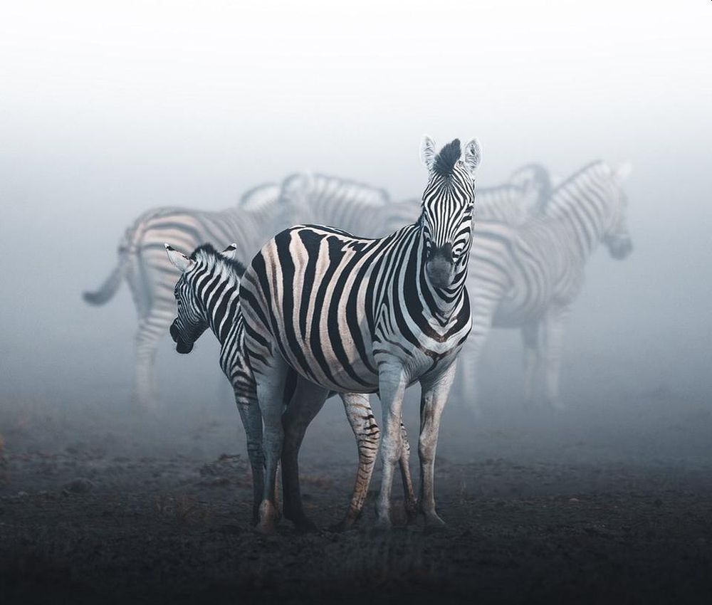 Best Wildlife Photographs of 2020 - Faded by Lenzen Anskar