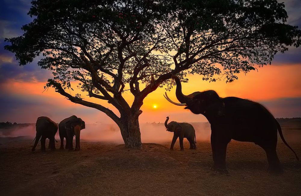 Best Wildlife Photographs of 2020 - "Family" by Manny Librodo