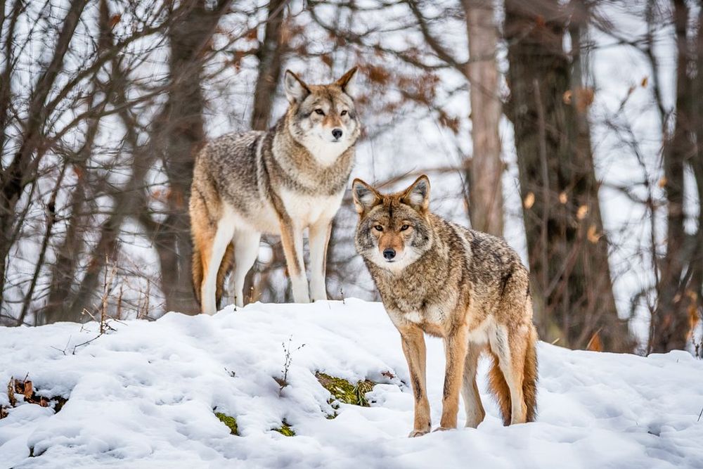  "Wolves" by Subhash Panikar