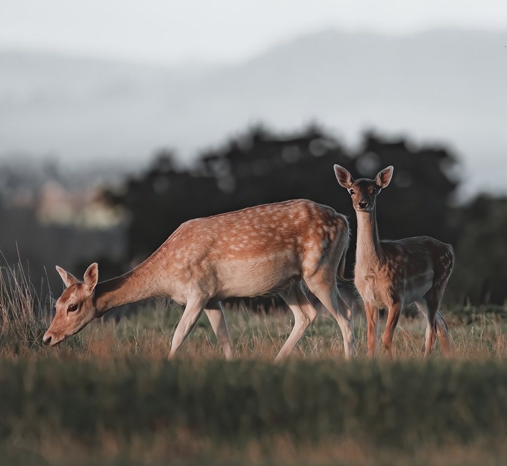 "Mother and her young" by Dan Rose