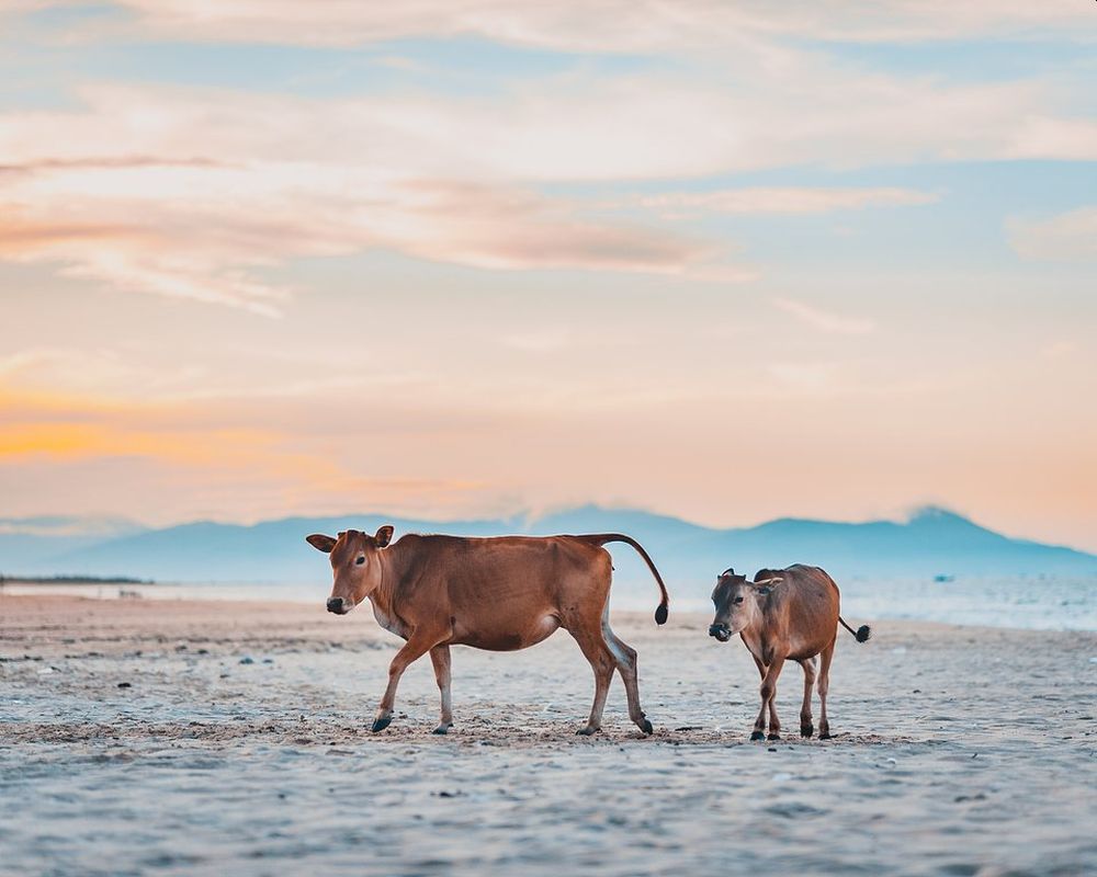 This Mother’s Day, Let’s Celebrate Motherhood in Animal Kingdom