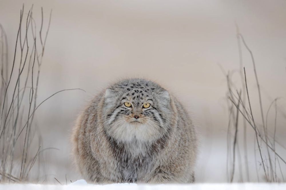 Best Wildlife Photographs of 2020 - Joshua Holko