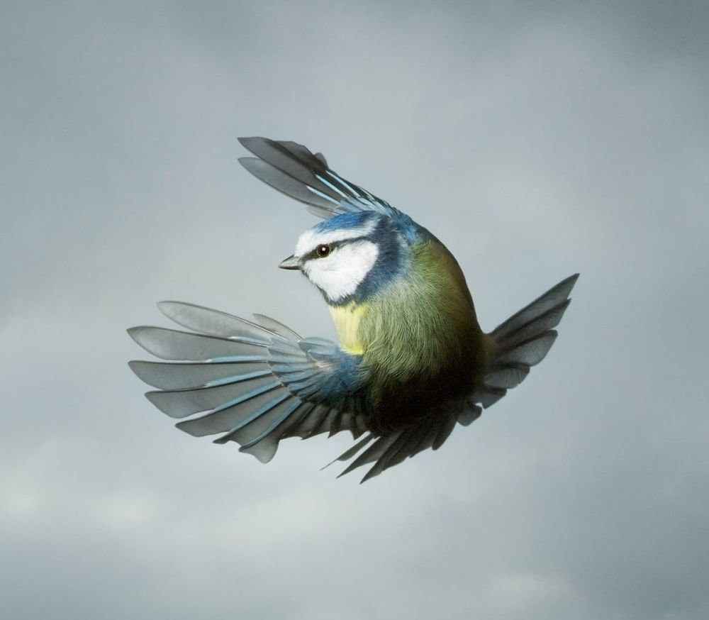 Best Wildlife Photographs of 2020 - Blue Tit by Mark Harvey