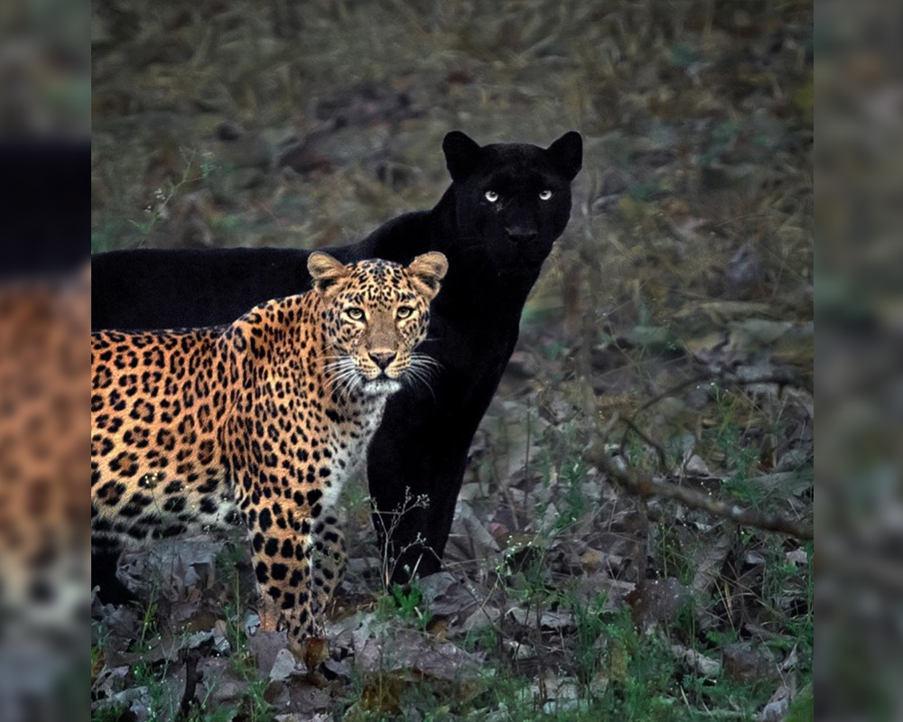 Best Wildlife Photographs of 2020 - Saaya and Cleopatra by Mithun H