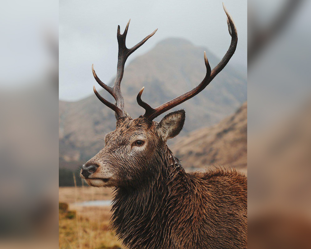 Best Wildlife Photographs of 2020 - “Wild stag” by Jon Cleave