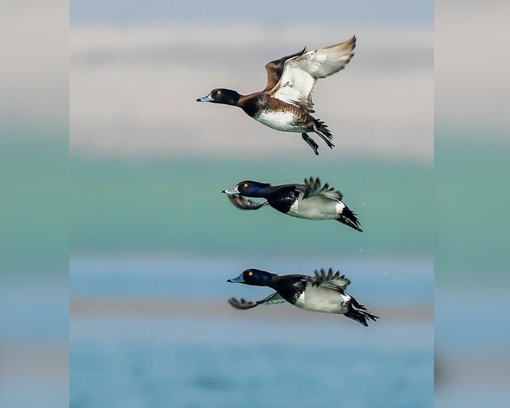 Best Wildlife Photographs of 2020 - “Flying mood” by Tamzeed Alam Token