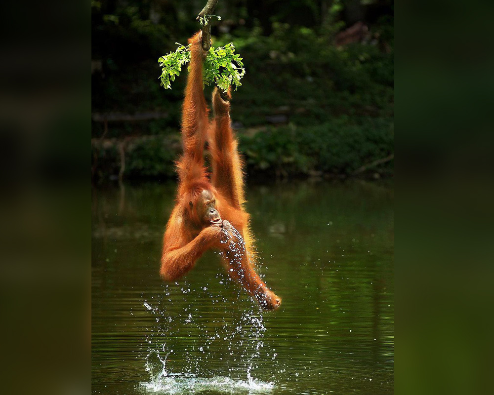 Best Wildlife Photographs of 2020 - 'Need to drink' by W Rahardjo