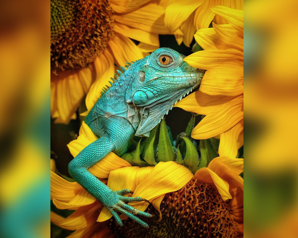 Best Wildlife Photographs of 2020 - The iguana by Martin 