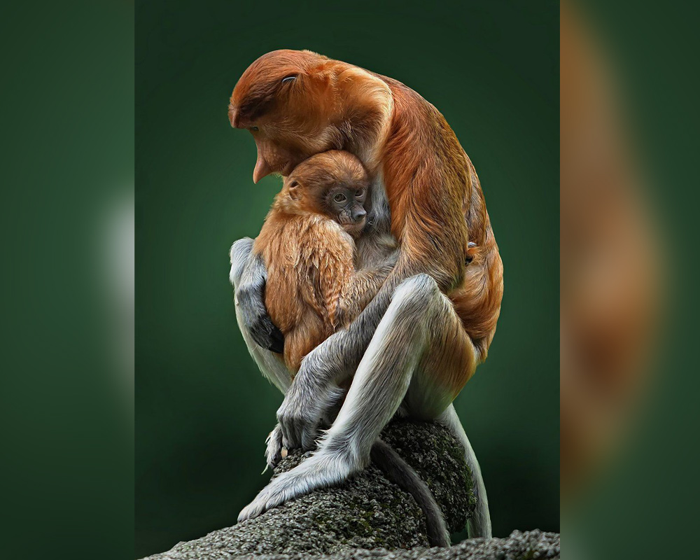 Best Wildlife Photographs of 2020 - Image: "Mother Bekantan" by Irawan Subingar