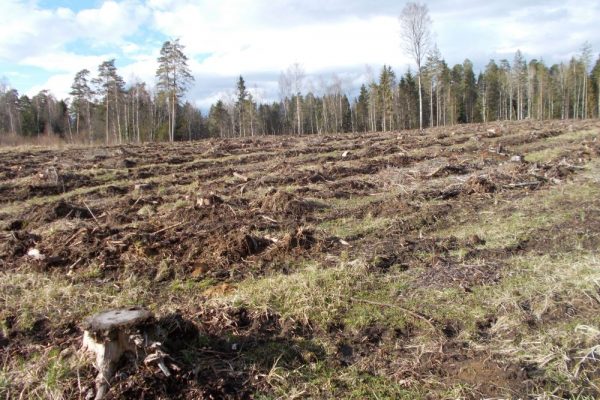 Over 500 Experts Demand to Stop Tree Burning to Slow Climate Change