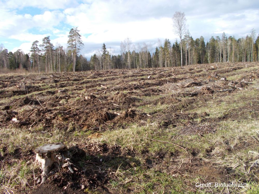 Over 500 Experts Demand to Stop Tree Burning to Slow Climate Change