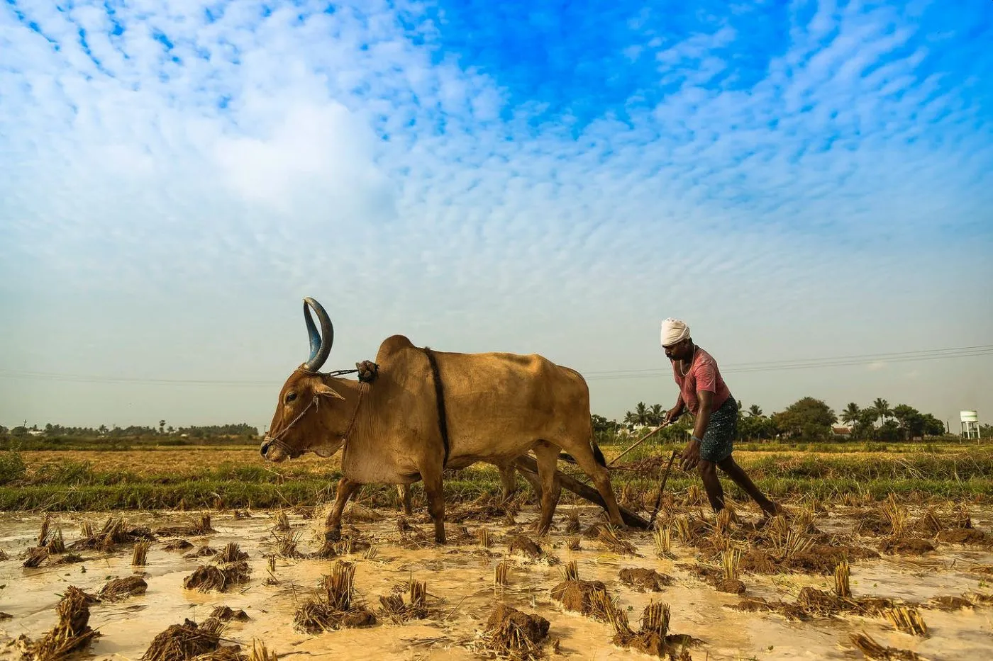 A Daunting Tale of India’s Food Security, Climate Change and Plight of the Farmers