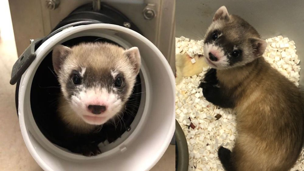 Birth of World’s First Cloned Black-Footed Ferret