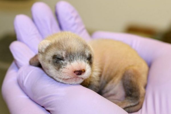 Birth of World’s First Cloned Black-Footed Ferret
