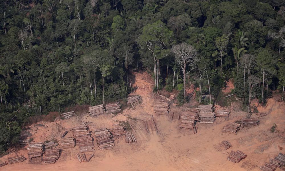 Daunting Amazon Forest Cover Loss in 2020 is the Size of Israel