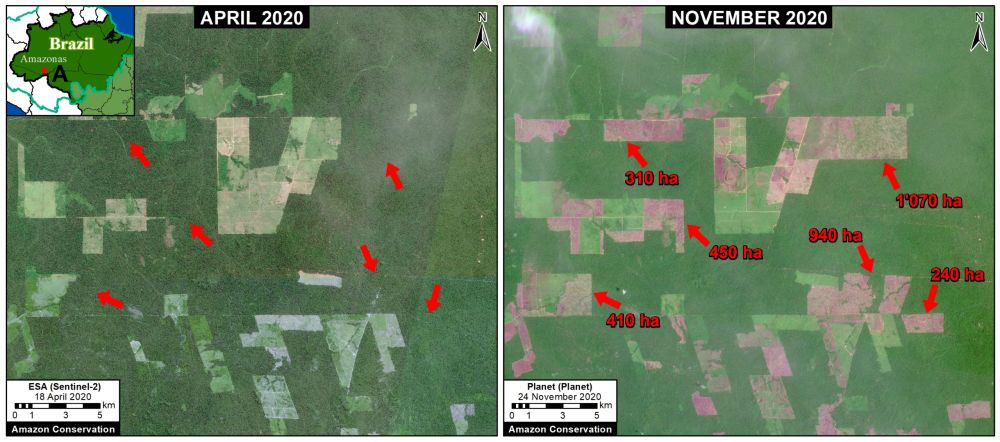 Daunting Amazon Forest Cover Loss in 2020 is the Size of Israel