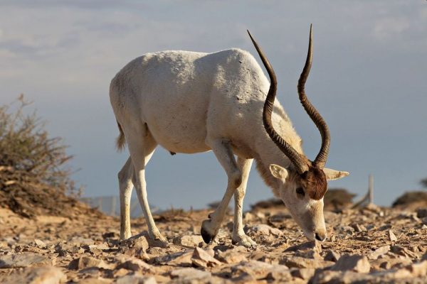 Addax Antelope