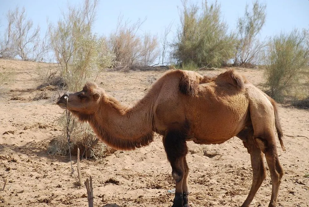 Amazing Desert Animals Surviving in Barren and Arid Landscapes 