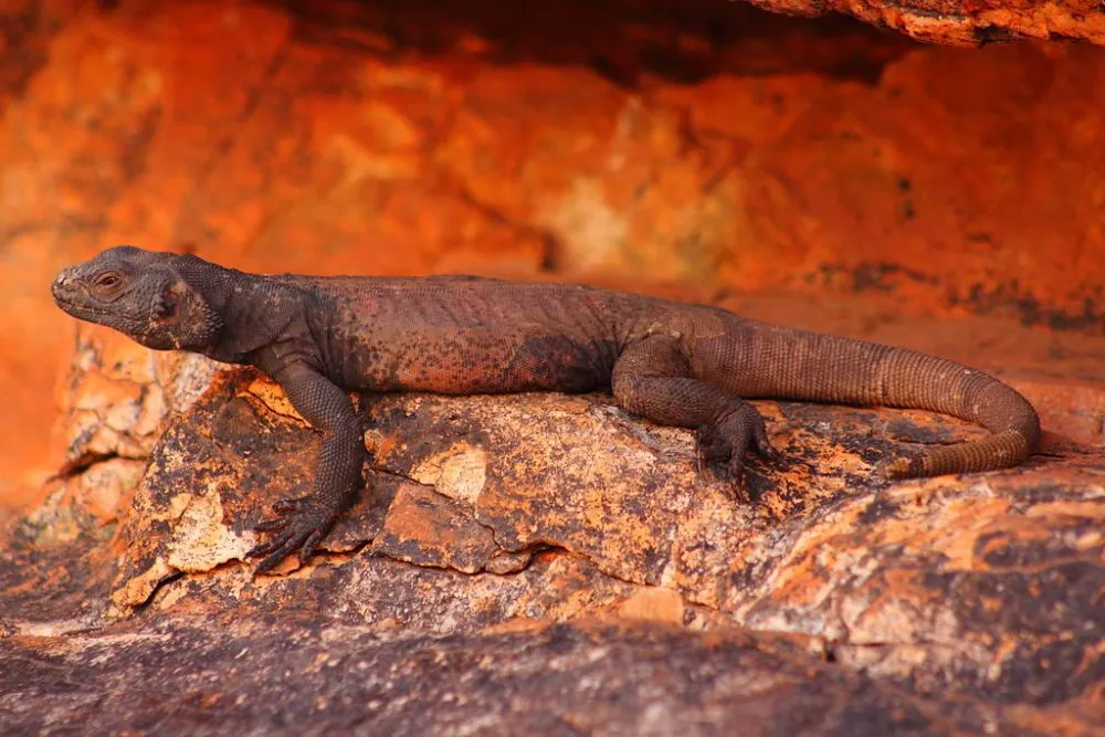 Amazing Desert Animals Surviving in Barren and Arid Landscapes 