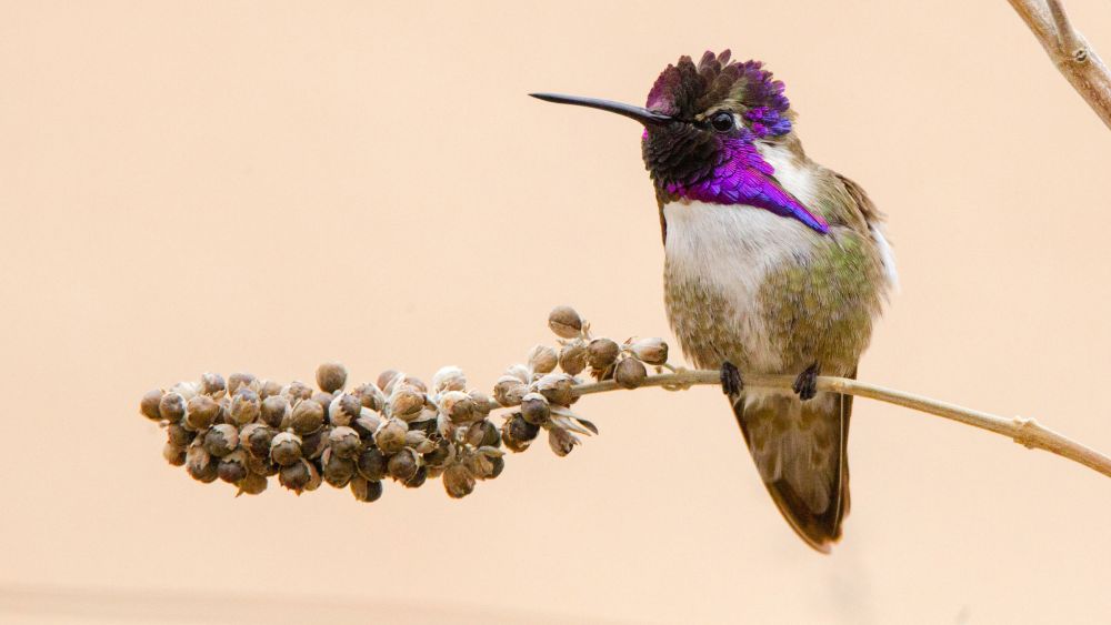  Costa's Hummingbird