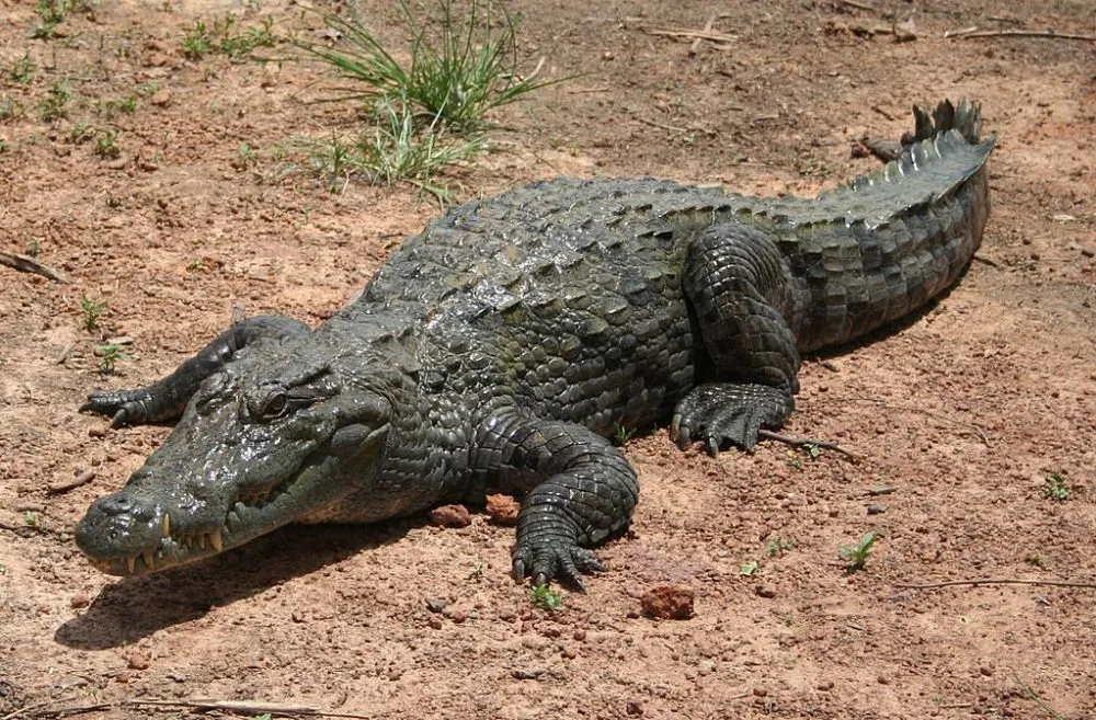 Desert Crocodile