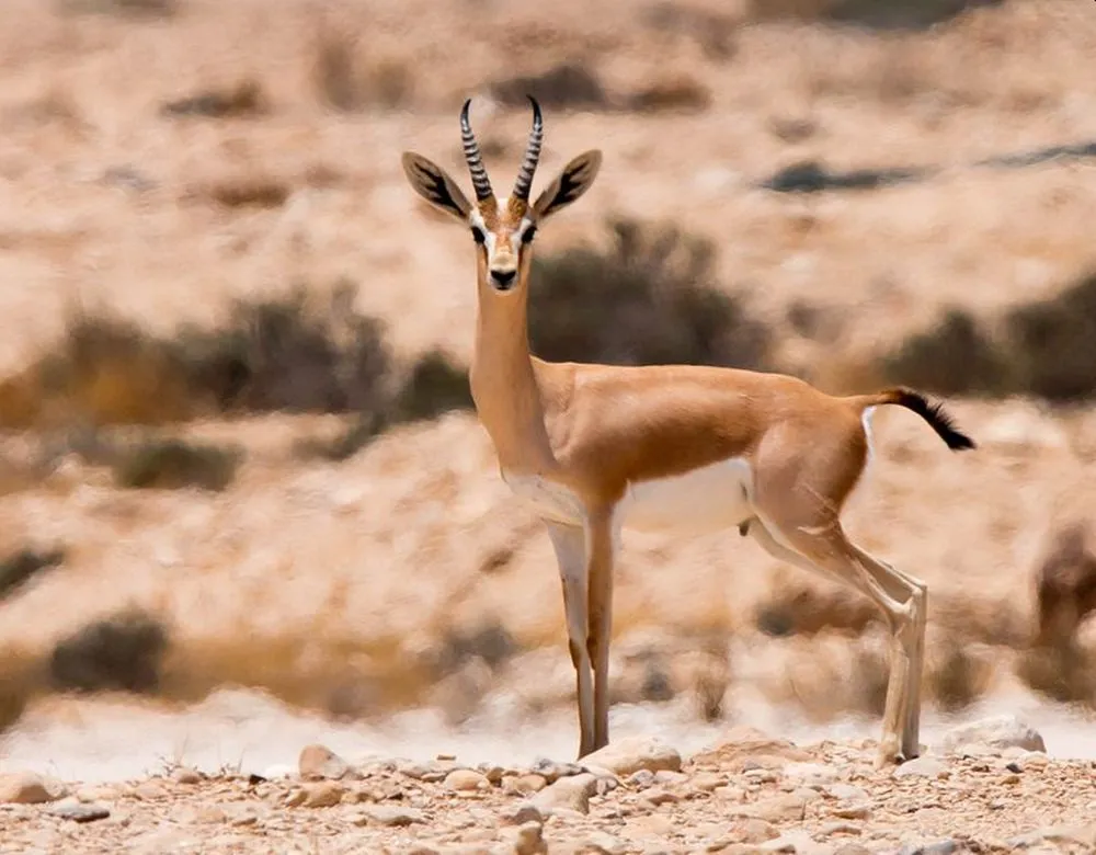 Amazing Desert Animals Surviving in Barren and Arid Landscapes 