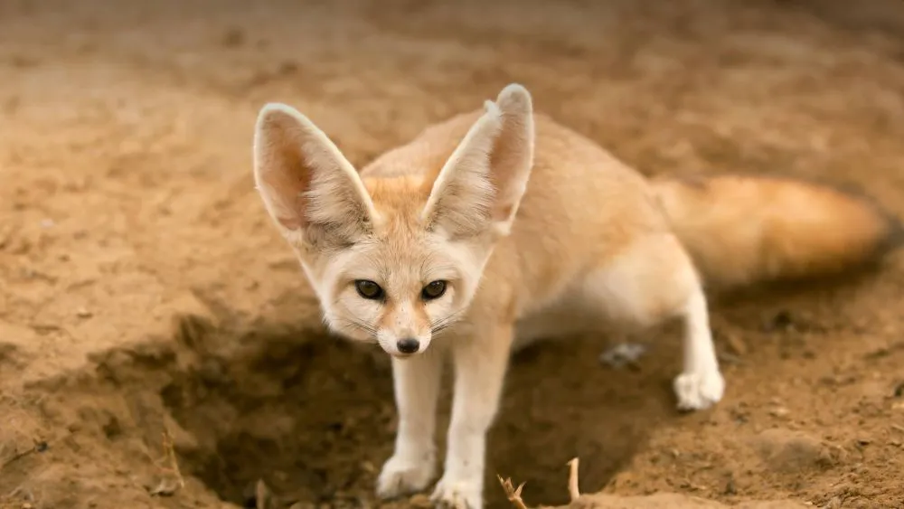 Amazing Desert Animals Surviving in Barren and Arid Landscapes 