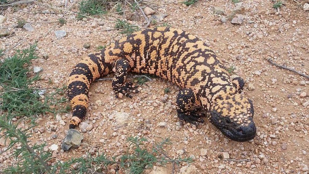 Amazing Desert Animals Surviving in Barren and Arid Landscapes 