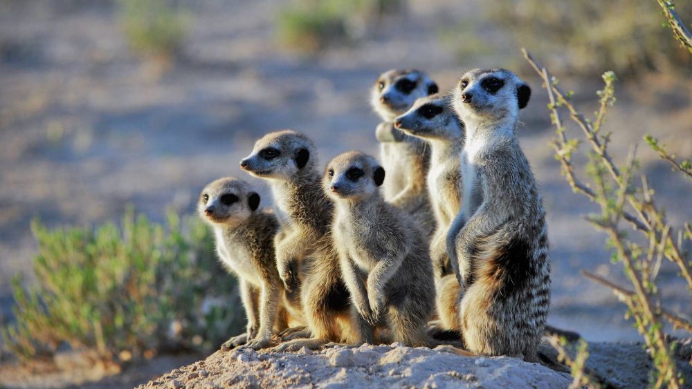 Amazing Desert Animals Surviving in Barren and Arid Landscapes 