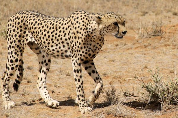 Saharan Cheetah