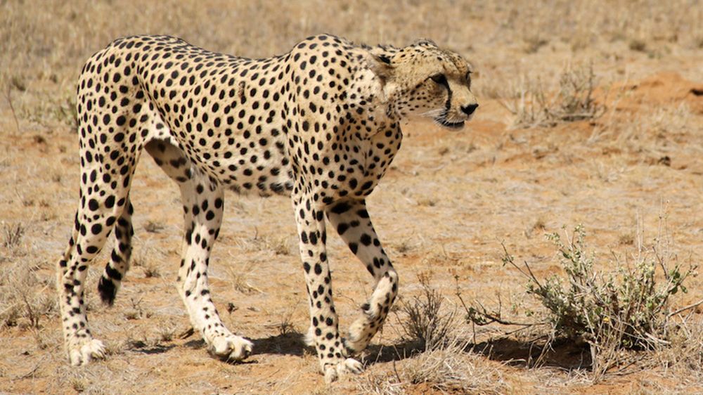 Saharan Cheetah