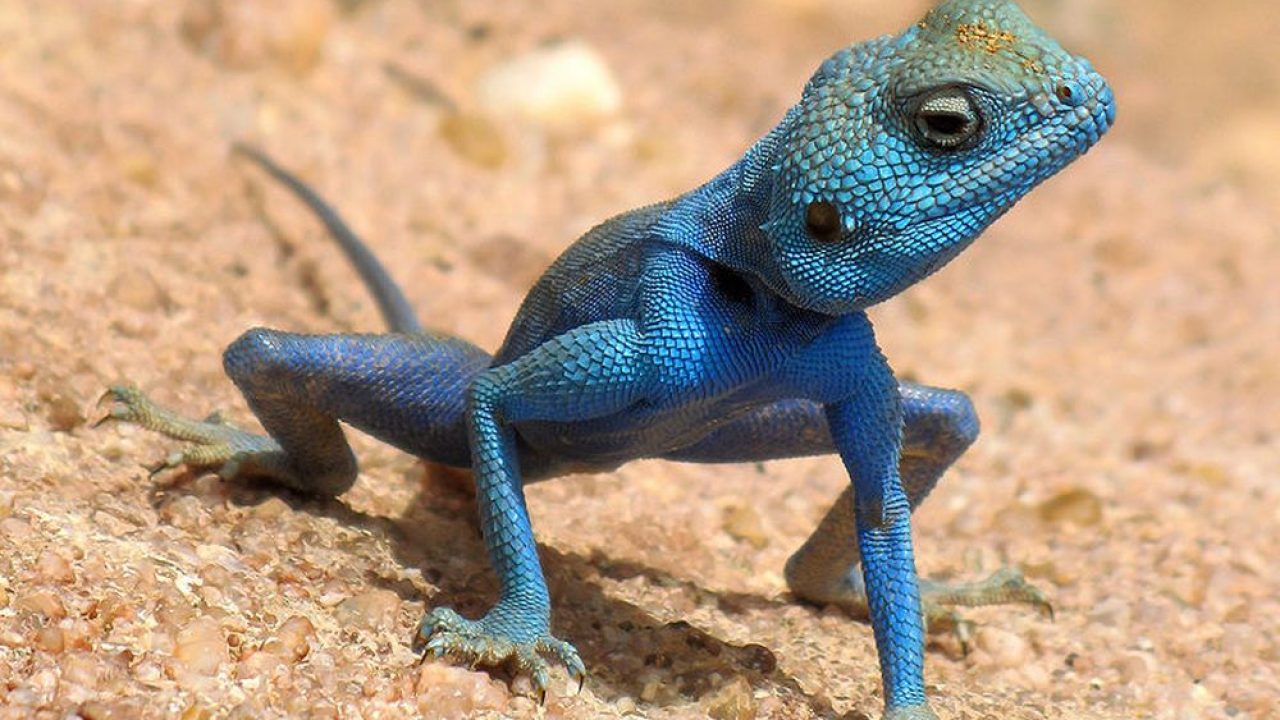 Amazing Desert Animals Surviving in Barren and Arid Landscapes Amazing Desert Animals Surviving in Barren and Arid Landscapes