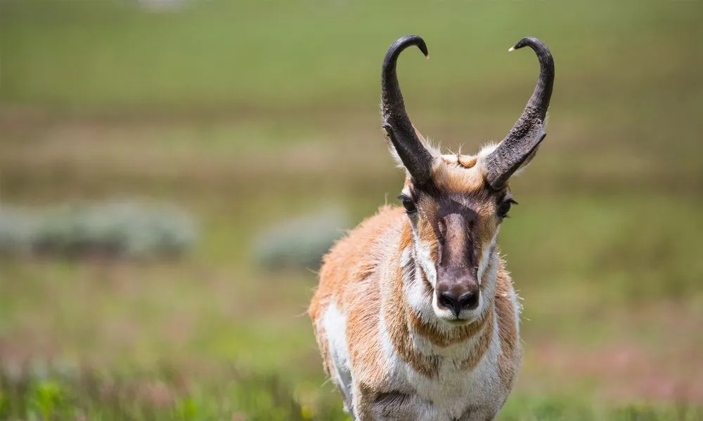  Sonoran Pronghorn