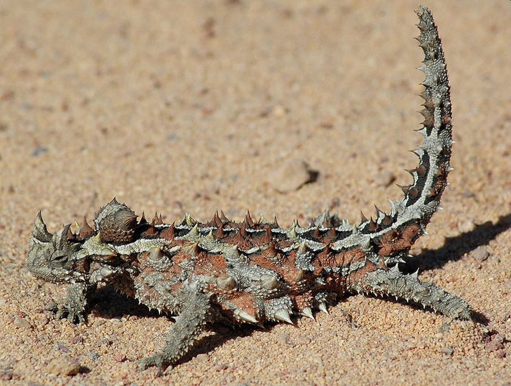 Amazing Desert Animals Surviving in Barren and Arid Landscapes 