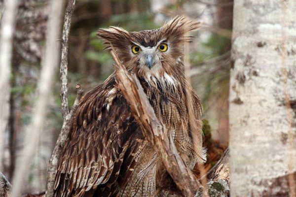 Blakiston’s fish owl: World’s Biggest Owl is Endangered Due to Habitat Loss