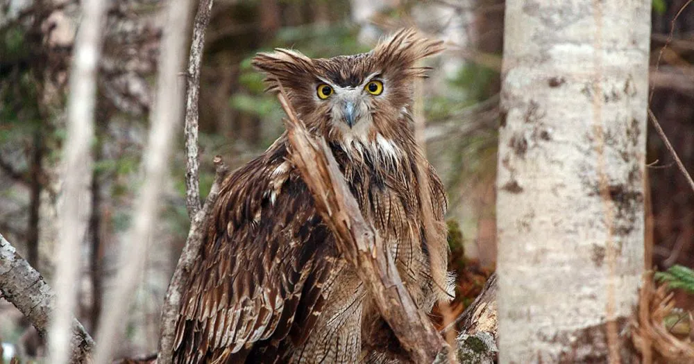 Blakiston’s fish owl: World’s Biggest Owl is Endangered Due to Habitat Loss