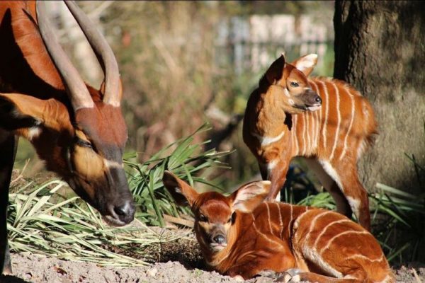 Florida Zoo Celebrated Birth of Two Calves of Endangered Antelope Species