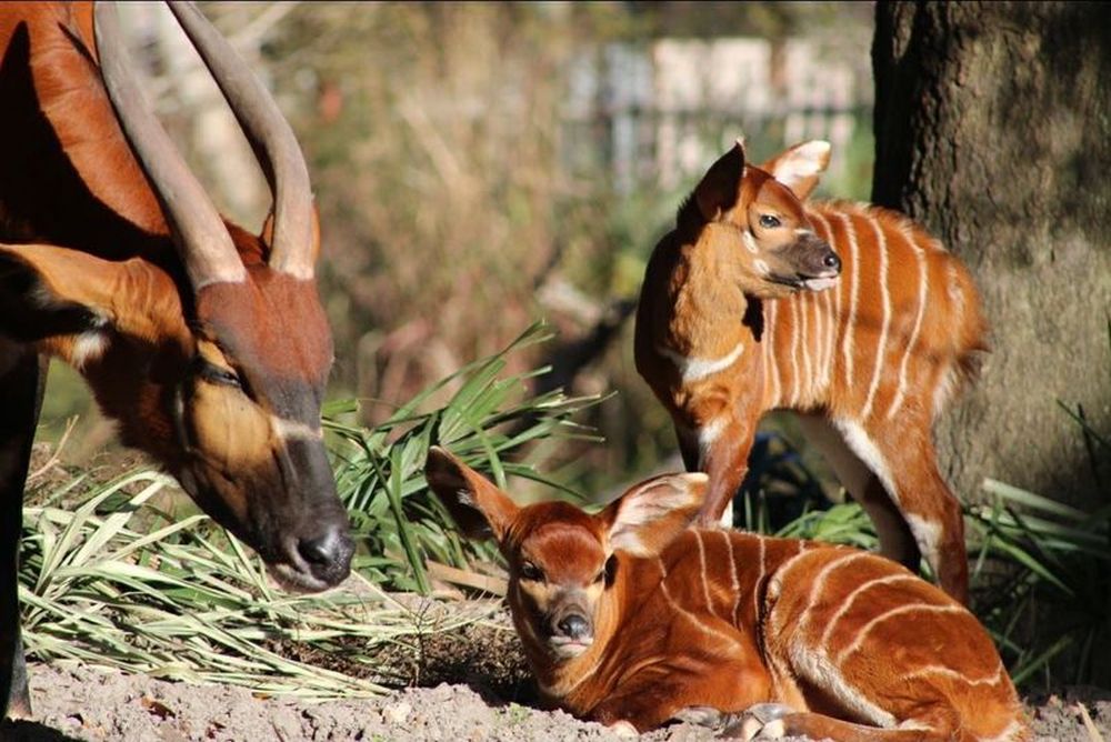 Florida Zoo Celebrated Birth of Two Calves of Endangered Antelope Species