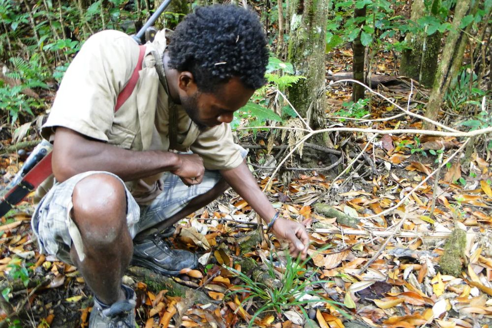 Stewards of Biodiversity: How Can Indigenous Tribes Help in Wildlife Conservation? 