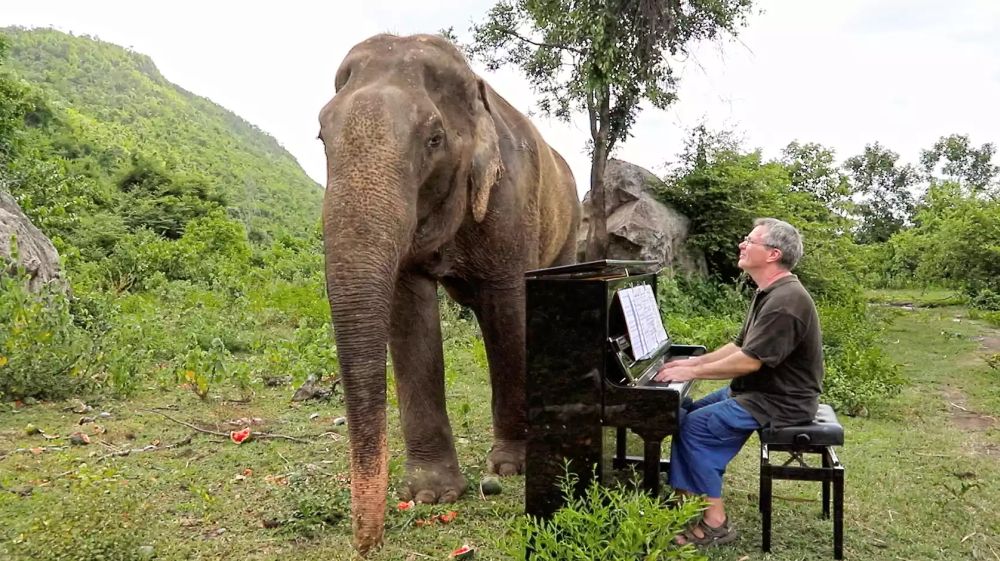 Paul Barton Plays Piano for Rescued Elephants in Thailand