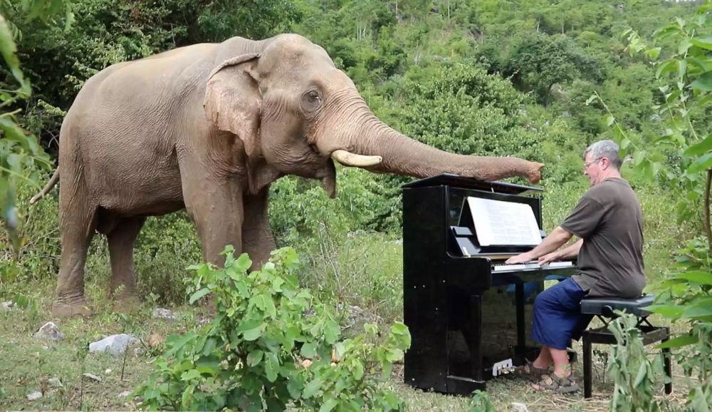 Paul Barton Plays Piano for Rescued Elephants in Thailand